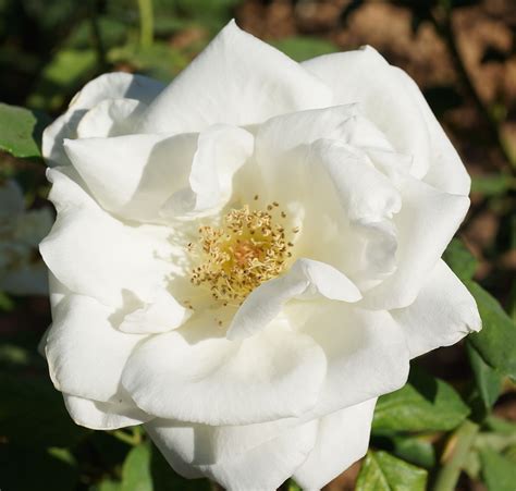 The ethereal beauty of the white magic rose in full bloom